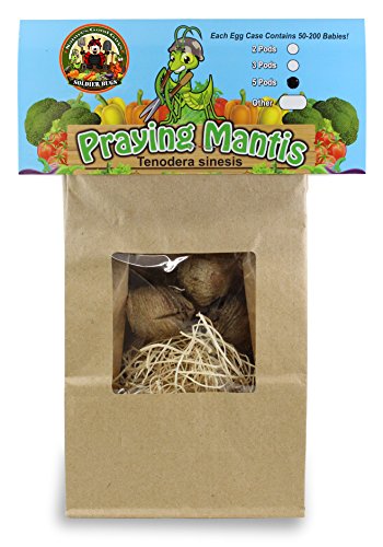 5 Praying Mantis Egg Cases With Hatching Habitat (5 XL Pods in Habitat Bag)