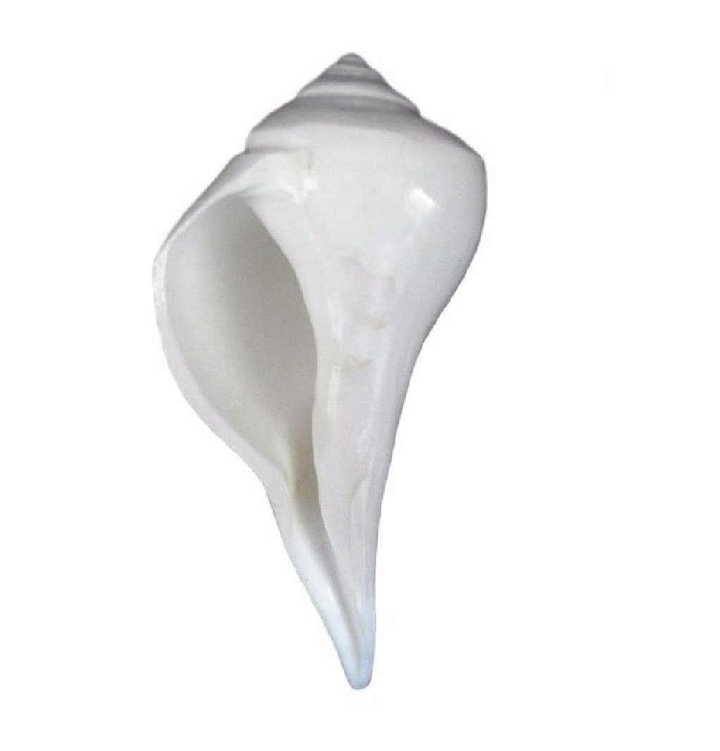Buy Selvan Shells Crystal Valampuri Sangu Shells Off White Online At Low Prices In India Amazon In
