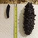 16oz-Dried Wild Sea Cucumber,岩刺参,Holothuria Mammata, Grade AAAA (mix size) 1LB