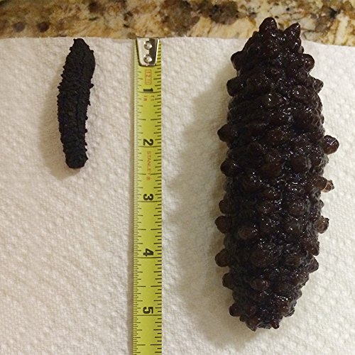 16oz-Dried Wild Sea Cucumber,岩刺参,Holothuria Mammata, Grade AAAA (mix size) 1LB - Thumbnail 2
