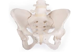 3B Scientific GmbH 1019864 Flexible Female Pelvis Model, Life Size, Bone