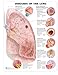 ACC Diseases of The Lung Anatomical Chart