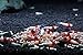 10 SS+ Grade CRS Crystal Red Shrimp Live Freshwater Aquarium Shrimp - 1/4 to 1/2 inch long by SoShrimp
