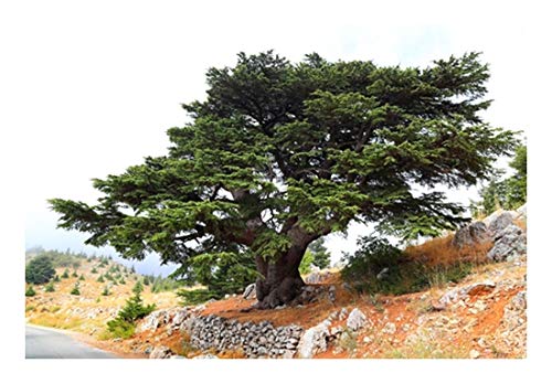 RP Seeds Cedrus libani (Cedar of Lebanon) - 10 Seeds