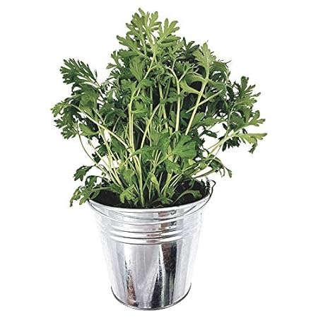 Wermut - frische Wermut-Pflanze in Zinkeimer (Artemisia laciniata) - Kräuterpflanze Dekopflanze Gärtnerqualität