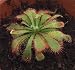 Hirt's Carnivorous Frasier Island Sundew Plant - Drosera - 3" Clay Pot