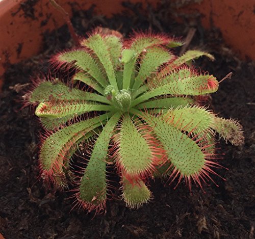 Hirt's Carnivorous Frasier Island Sundew Plant - Drosera - 3 Hirt's Carnivorous Frasier Island Sundew Plant - Drosera - 3