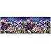 Vepotek Aquarium Background Ocean Seabed /Coral Reef Double sides (48WX24H)