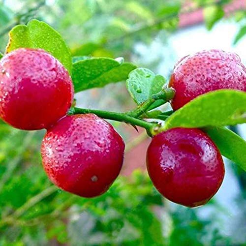 Haritham Rare Red Lemon Australian Red Lime 1 Healthy Live Plant