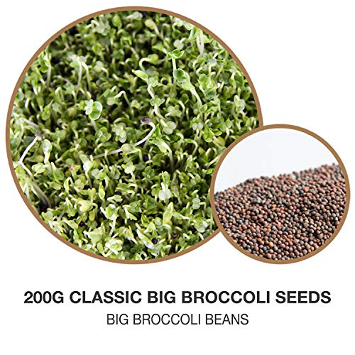 Mumm's Sprouting Seeds - Classic Big Broccoli Sprouts - 200 GR - Sprout Your Own Organic Microgreens - Easy Sprouter Kit