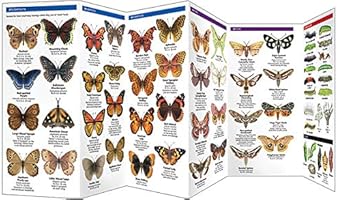 Pictures Of Moths In Virginia