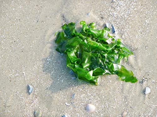 VitaminSea Organic Sea Lettuce Powder - 4 oz Seaweed - Green Laver Sea Vegetables - USDA & Vegan Certified - Kosher - Keto or Paleo Diets - Raw Wild Maine Coast Atlantic Ocean Algas Marinas (SLP4)