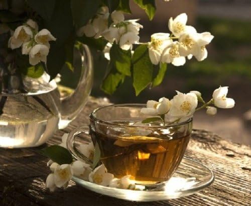 WORLDS MOST FRAGRANT JASMINE Night Jasmine 25+ seeds by Stupid Girl