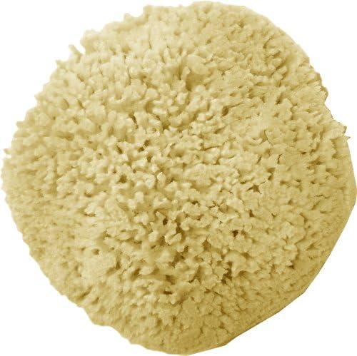 Large Natural Sea Sponge