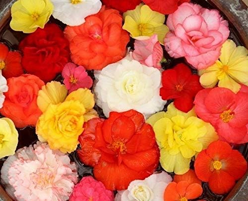 Tuberous Begonia Rainbow Mix Non Stop Non-Stop Tuber Assorted Mixture 10 Seeds