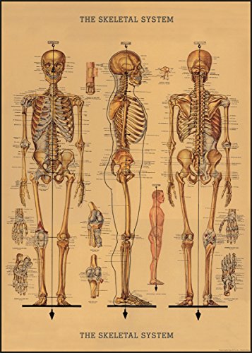 Cavallini Decorative Paper - Skeleton Chart 20"x28" Sheet