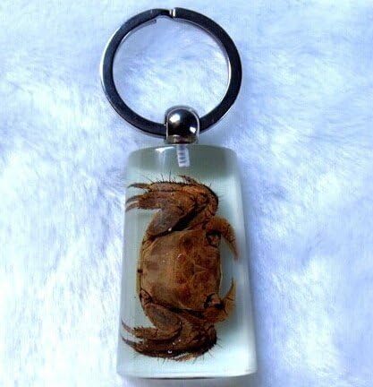 Real Insect Keychain,glow in the dark, Crab