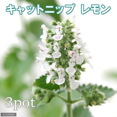 観葉植物 ハーブ苗 キャットニップ レモン 猫草 家庭菜園 ３ポット ３号 正規販売店