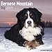 2025 2026 Bernese Mountain Dog Calendar - Dog Breed Monthly Wall Calendar - 12