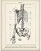 Medical Book Skeleton Torso - 11x14 Unframed Art Print - Great Gift For Nurse, Doctor and Medical Student and Home and Office Decor Under $15