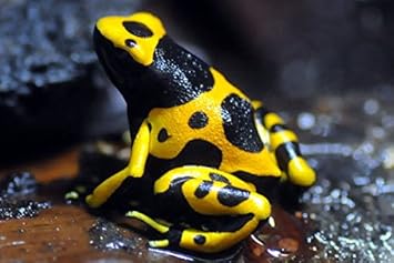 ãã¤ãã¯ã¬ã¨ã«ãã®ç»åæ¤ç´¢çµæ