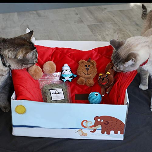 BoxCat Seasonal Cat Subscription Box 4 GIANT Boxes Per Year with cat