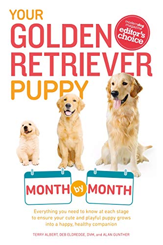 Your Golden Retriever Puppy Month By Month Everything You Need To