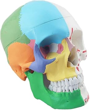 Amazon 人間の頭蓋骨モデルの頭蓋骨モデルの頭蓋骨の分割筋肉モデルニューロ整形外科教育スカル筋肉口腔25 18 18cm Cakunmik スポーツ アウトドア