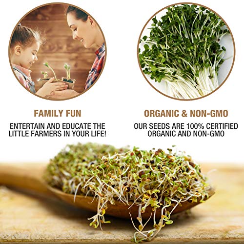 Mumm's Sprouting Seeds - Classic Big Broccoli Sprouts - 200 GR - Sprout Your Own Organic Microgreens - Easy Sprouter Kit