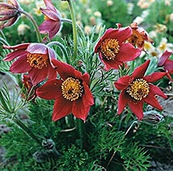 Amazon Co Jp 新しい 以上の赤いアネモネの花の種