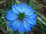 500 LOVE IN A MIST Miss Jekyll Blue (Fennel Flower) Nigella Damascena Flower Seeds