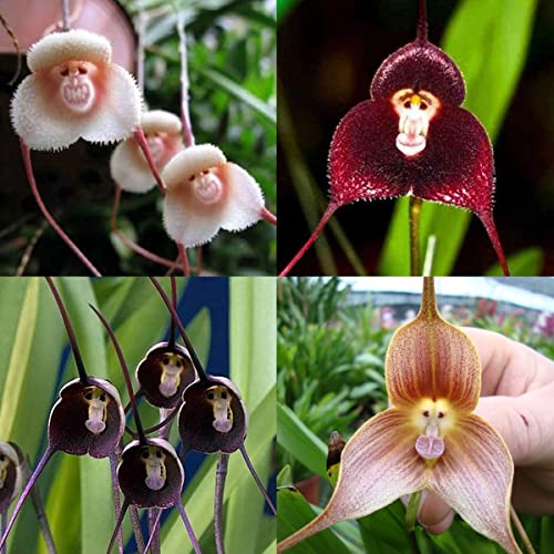 MONKEY FACE ORCHIDS |The Garden of Eaden