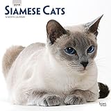 Siamese Cats 2019 12 x 12 Inch Monthly Square Wall Calendar, Animals Cats (English, French and Spani by