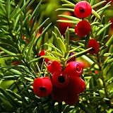English Yew Tree Seeds Taxus Baccata 20 Seeds | Desertcart Samoa