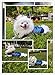 SILD Pet Clothes Dog Jeans Jacket Cool Blue Denim Coat Small Medium Dogs Lapel Vests Classic Hoodies Puppy Blue Vintage Washed Clothes (Plaid Hat,XS)