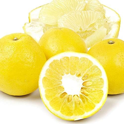 Amazon 国華園 食品 熊本産 ご家庭用 パール柑 １０ １箱 柑橘 国華園 みかん 柑橘類 通販