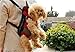 Pettom Dog Front Backpack Carrier for Small Pet Outdoor Walking Hiking Travel (L, Pink)