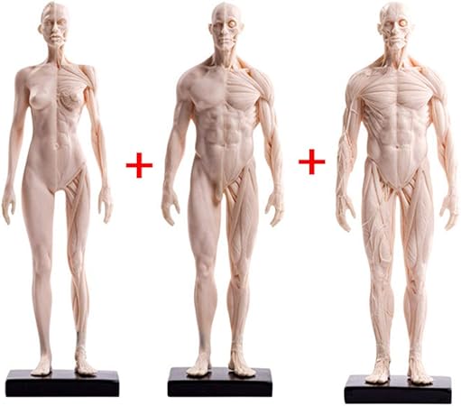 Maschile Superagatoide