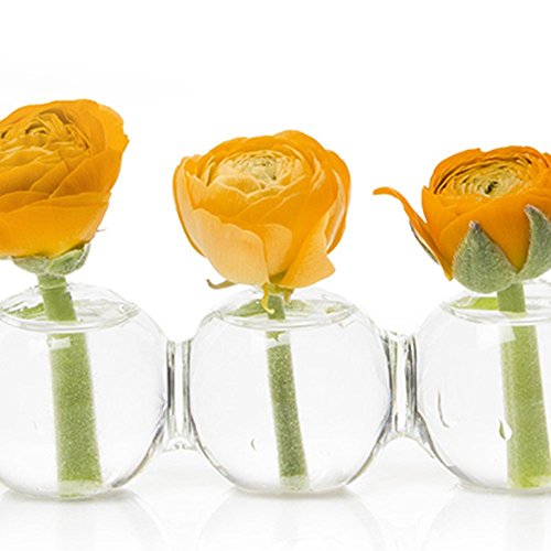 Chive Caterpillar Small Clear Glass Bud Vase for Short Flowers, 6