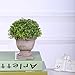 HC STAR Artificial Plant Potted Mini Fake Plant Decorative Lifelike Flower Green Plants - 1301