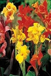 20 Bulbos de Cañas de Las Indias (Canna) Mezcla - Envío Incluido