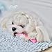 Maltese TOP KNOT KITS - BONES AND BANDS PINKY PINKS - Bone Snaps Hair Clips PLUS SNAG FREE Hair Bands -- BEST HAIR BANDS FOR Top Knots for maltese, yorkies, shih tzus, puppies