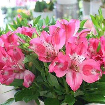 すべての美しい花の画像 最高花 鉢植え 長持ち