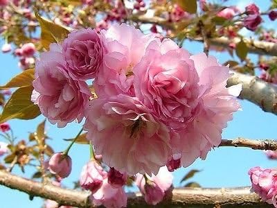 1 Kwanzan Flowering Cherry Tree