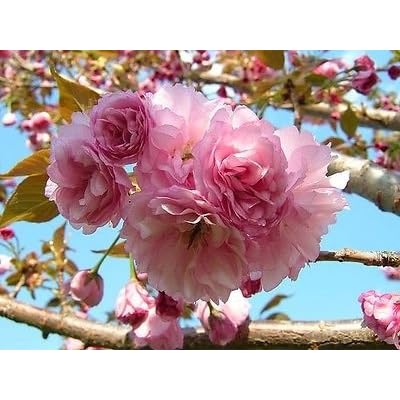 1 Kwanzan Flowering Cherry Tree