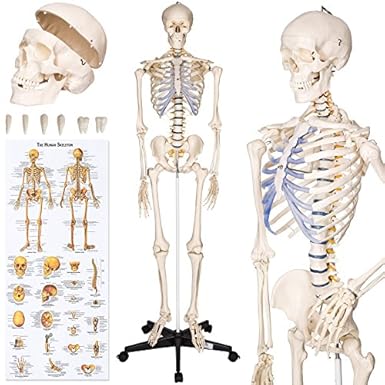 TecTake Anatomie Skelett lebensgroß inklusive Ständer - Diverse Modelle - (Skelett | Nr. 400502)