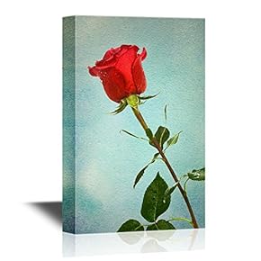 Roses Single Scarlet Rose on a Blue Background