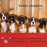 (7x7) Boxer Puppies - 2013 Mini Calendar