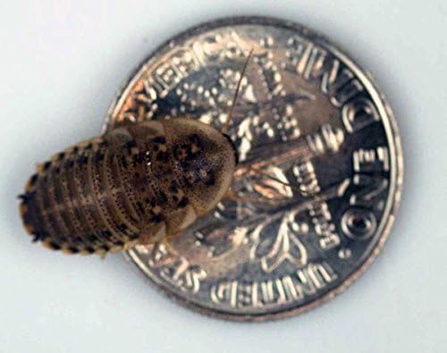 Animal Specialties Inc. Small Dubia Roaches, 200 Count