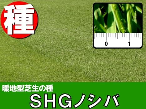 Amazon ｓｈｇノシバ 1kg入 芝生